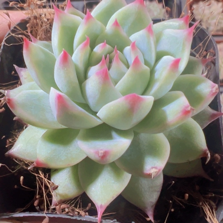 梦瑶精品多肉植物大战