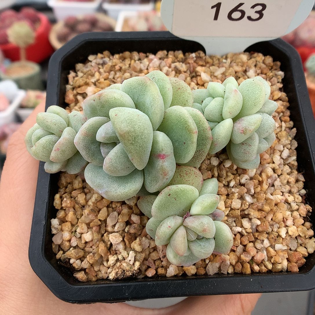 163开播福利冰玉石化五头多肉植物