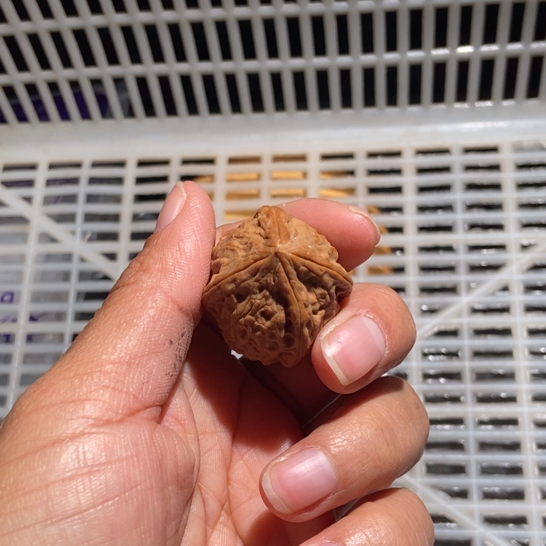 拾***美核桃四棱单只异形