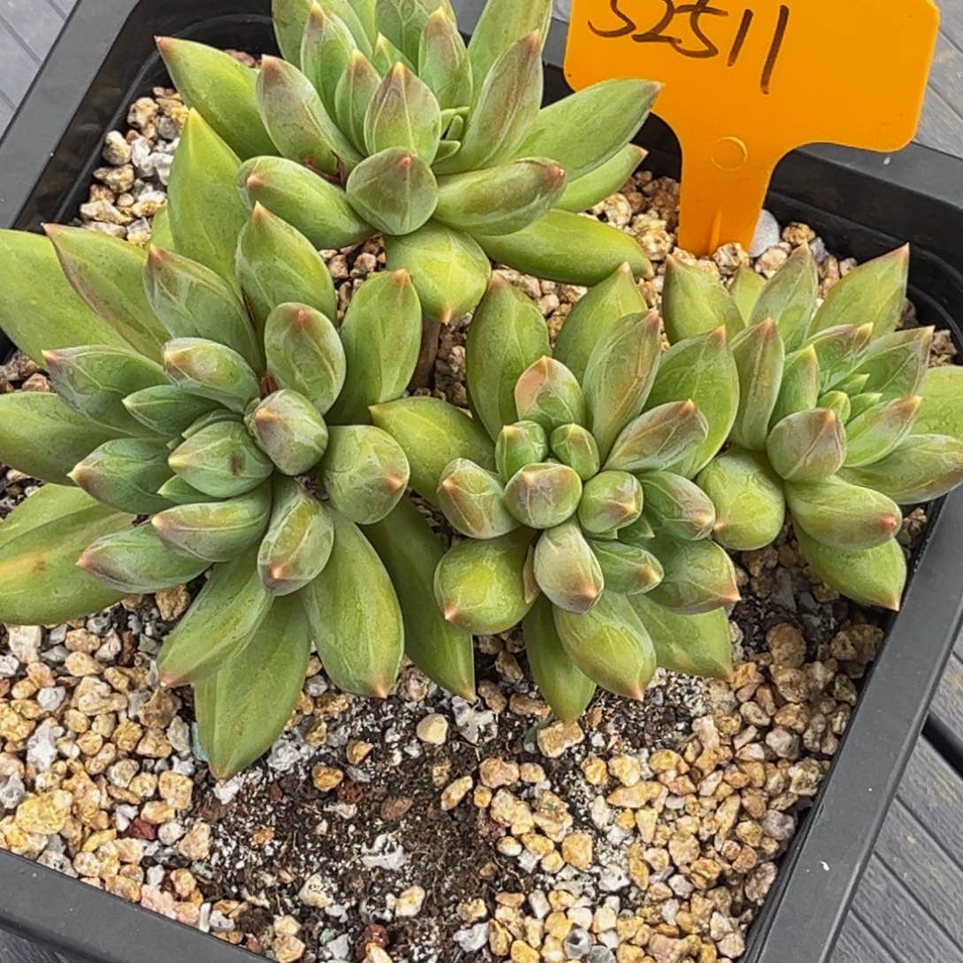 52511号上午多肉植物群生多肉植物
