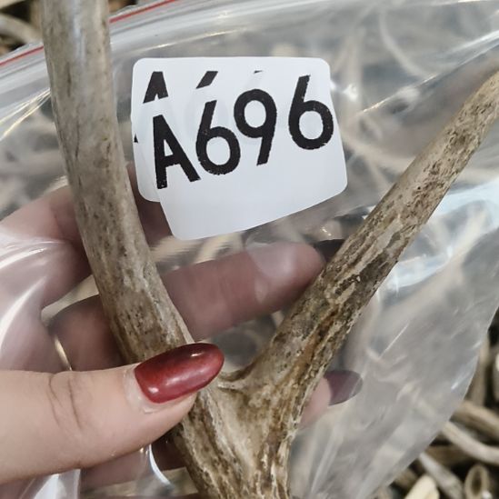 不***酷鹿角鹿角鹿角鹿角鹿角