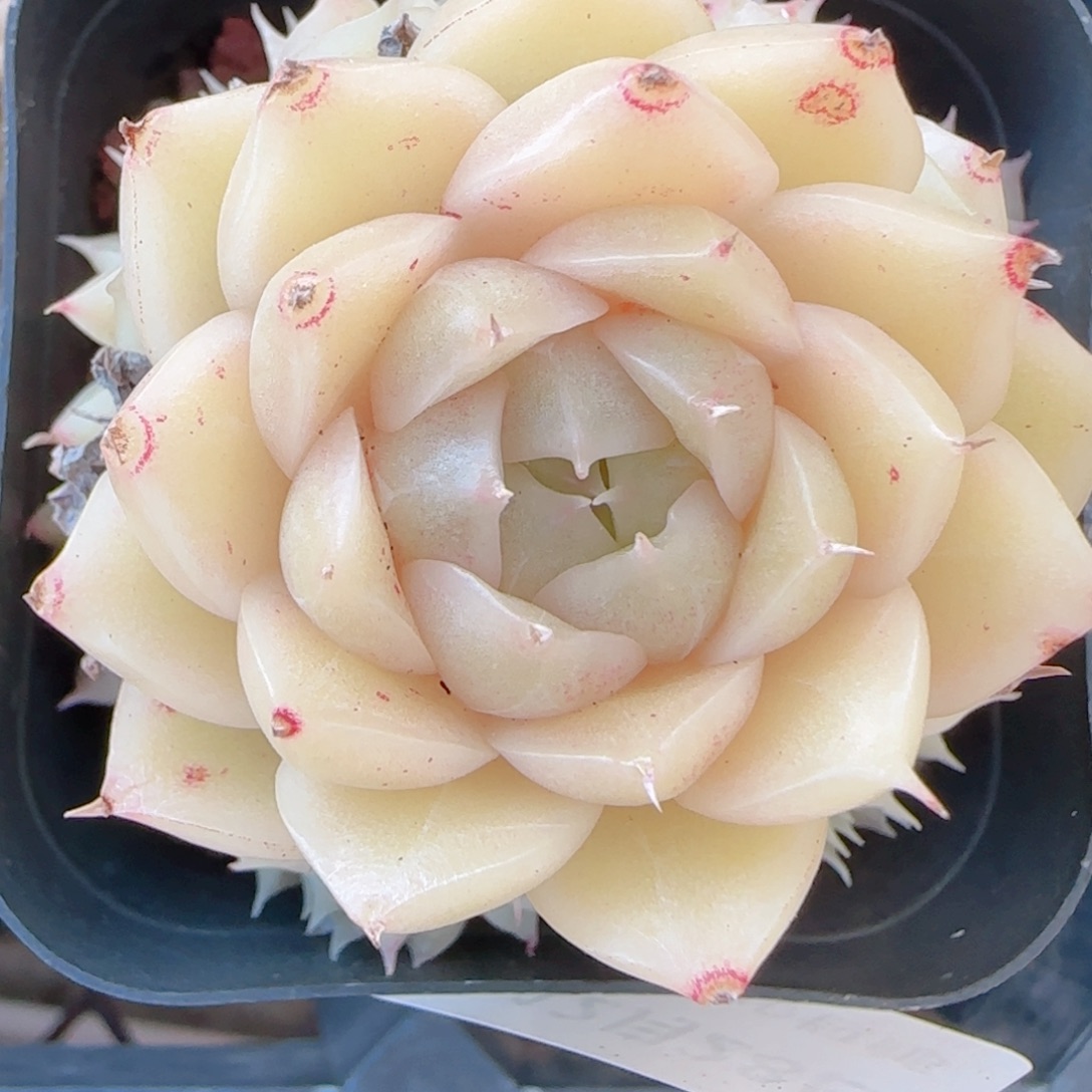 a***a花语多肉1228-416散