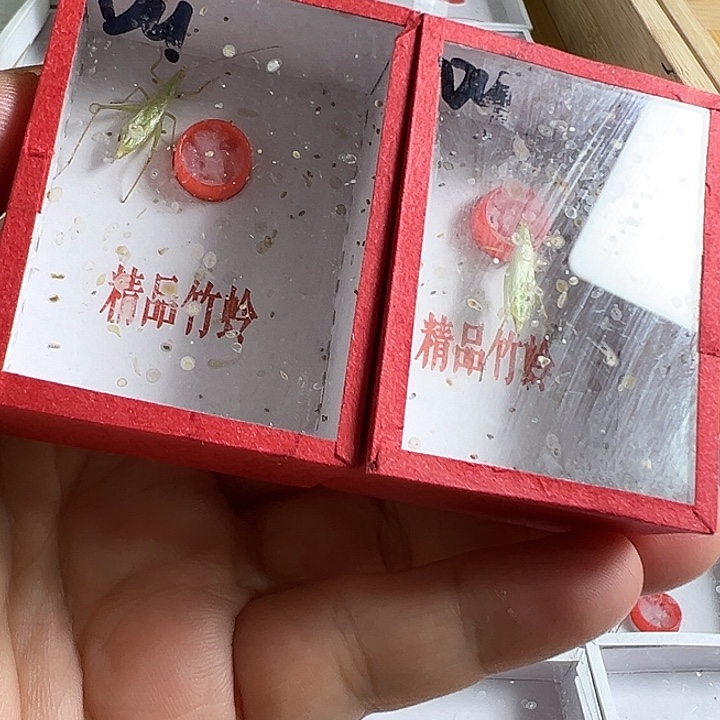 两只紫竹包叫好好玩