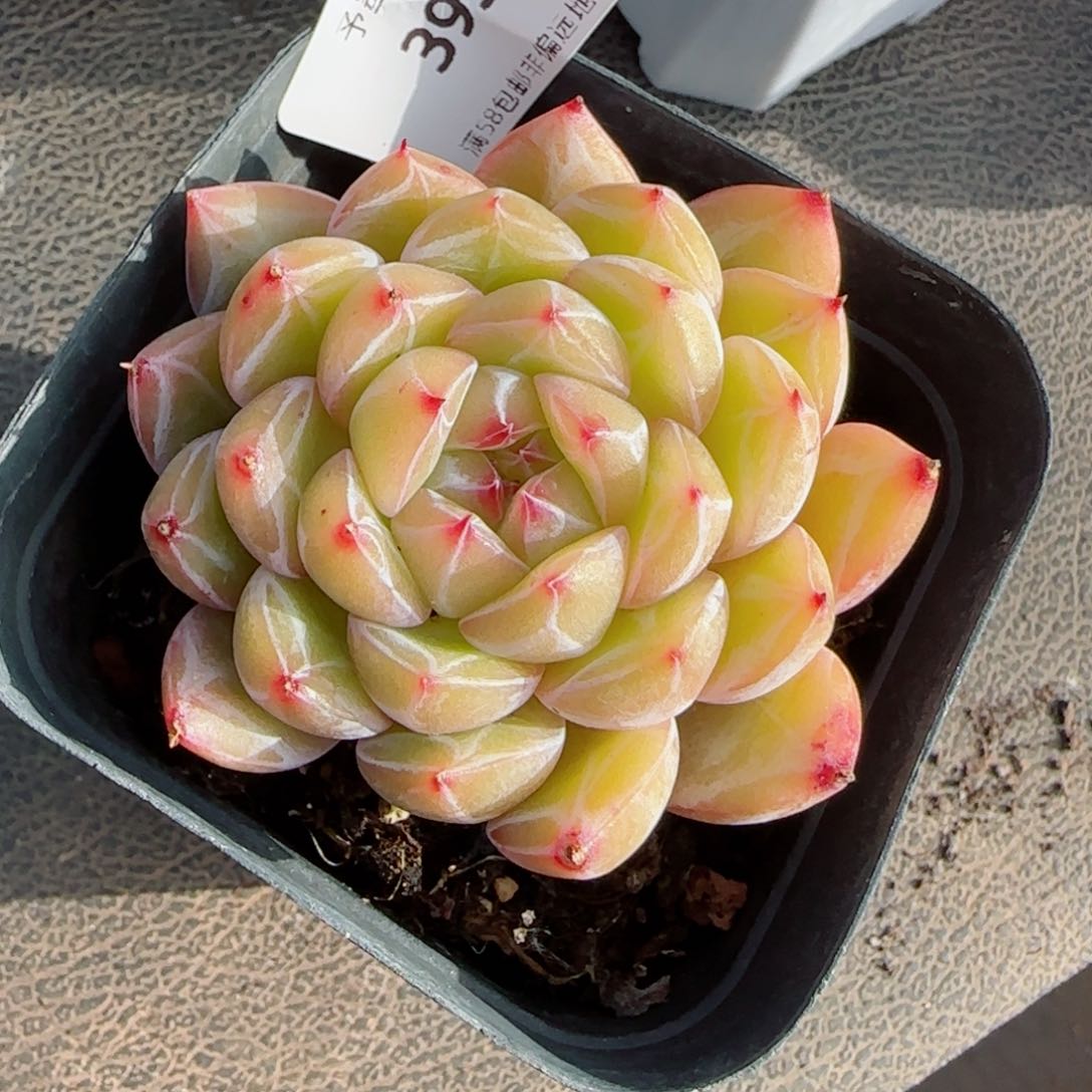 雪花珍妮，3953多肉植物