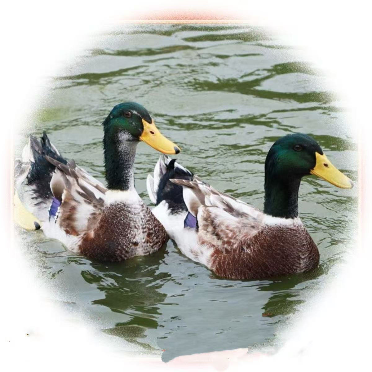 [150天清远青头鸭] 农家散养青头鸭 顺丰冷链包邮