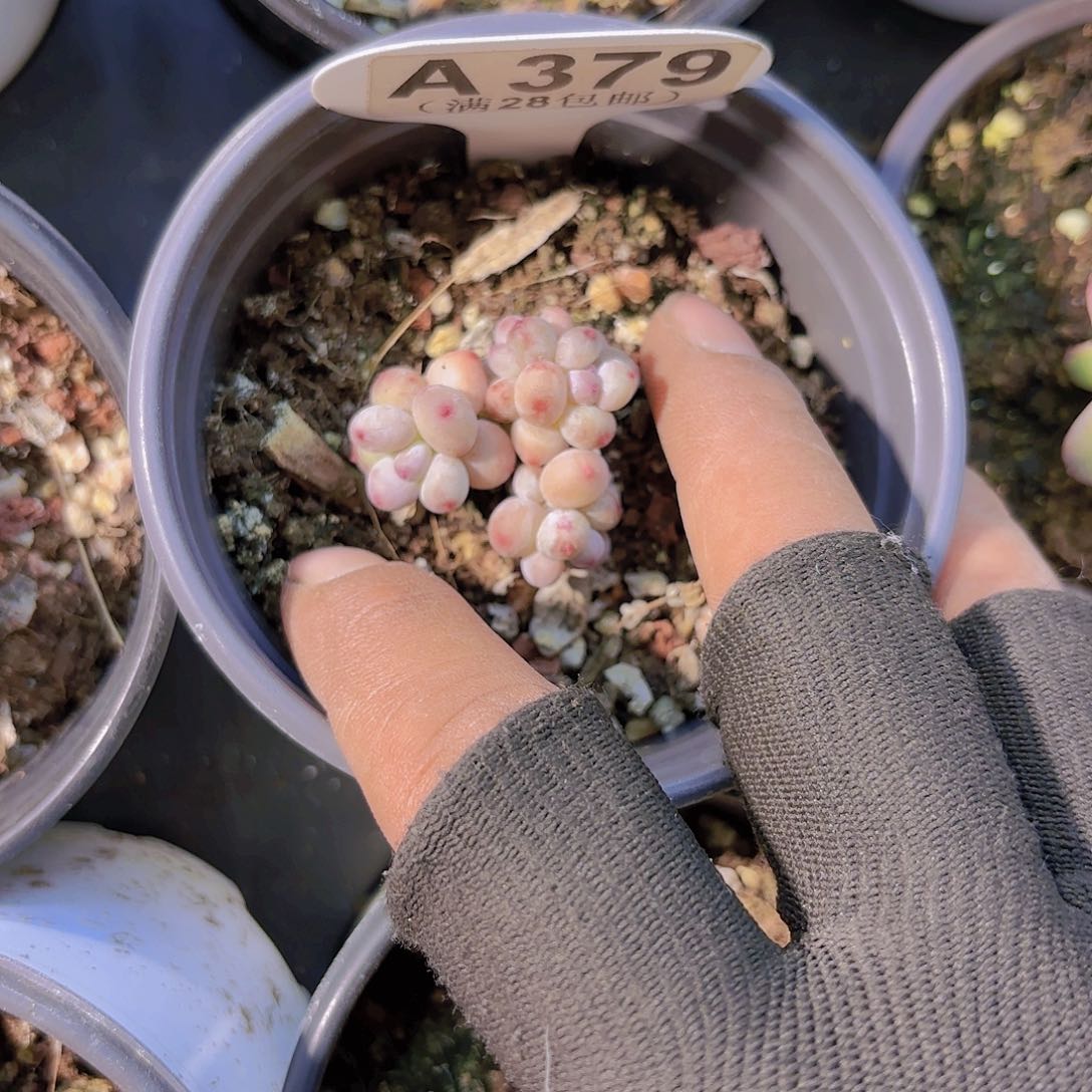 A379萤火虫一物一拍