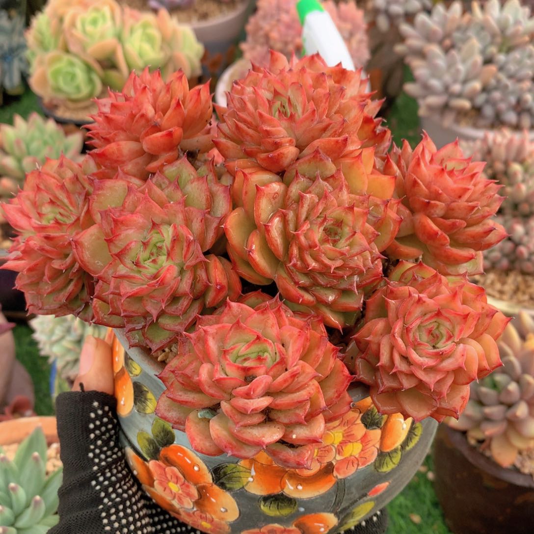 冰兰女王15 公分一物一拍