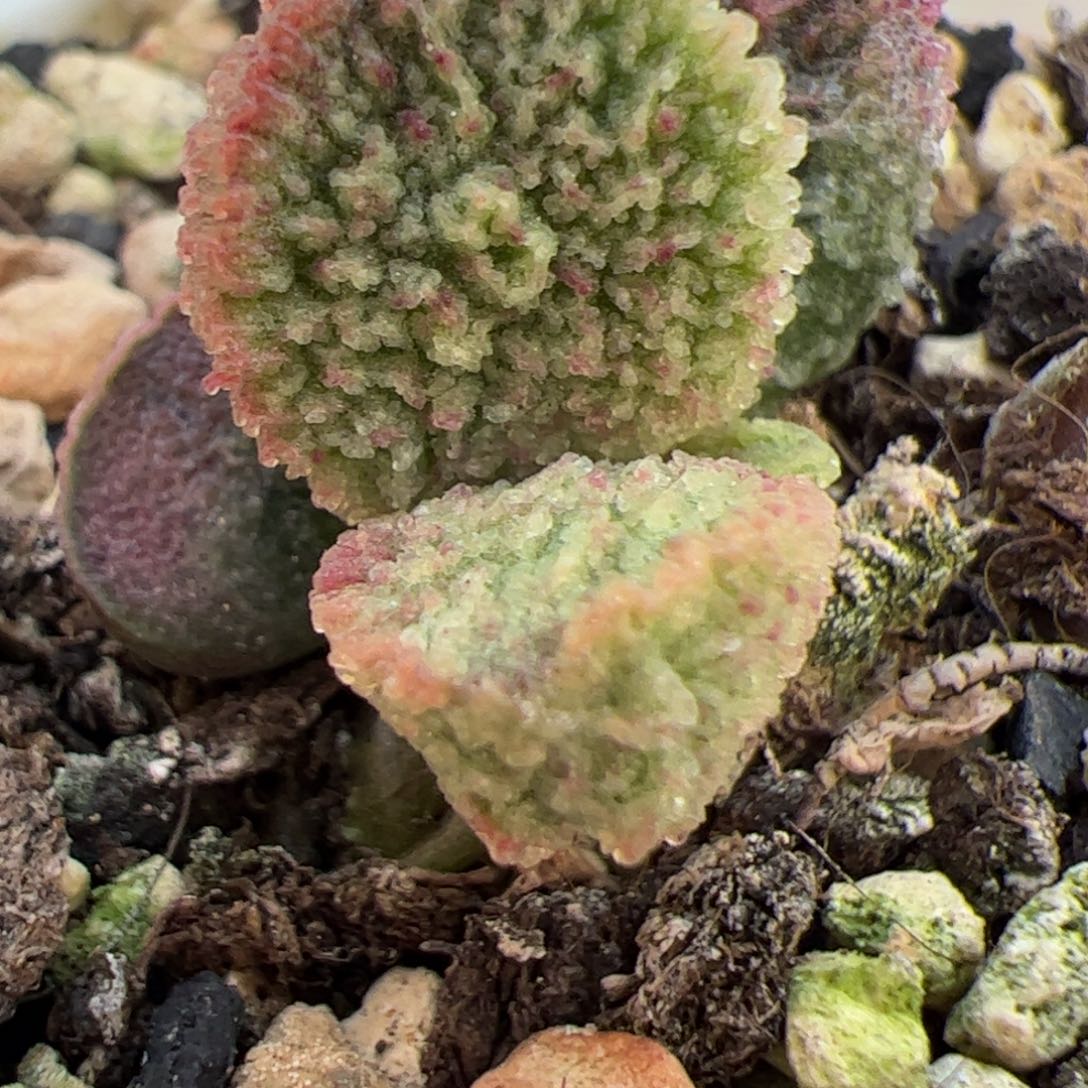 实生新品9093号多肉植物可出叶子