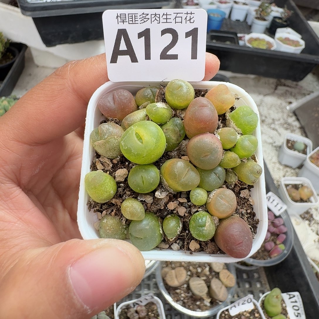 121多肉植物多肉植物