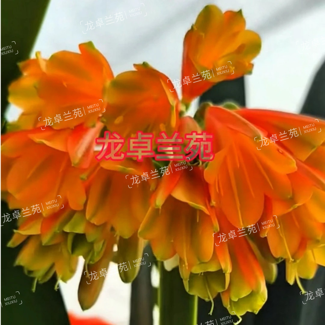 赛尔福垂花君子兰