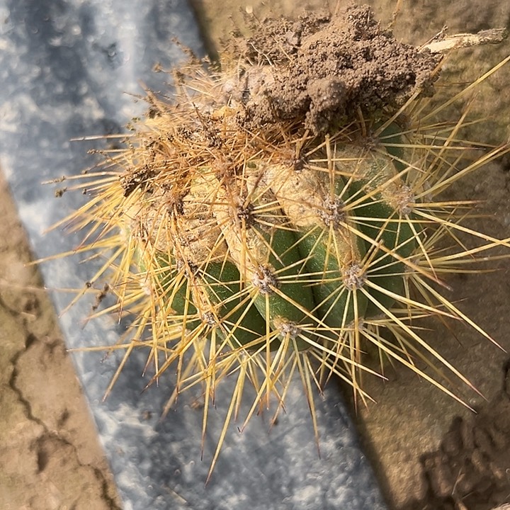 清清110侧牙凉好瑕疵