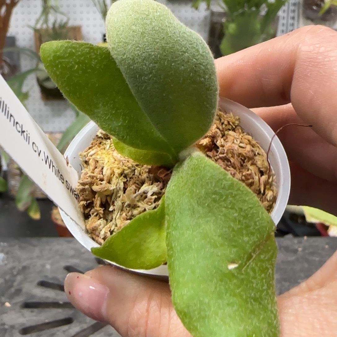 白天鹅鹿角蕨孢子苗