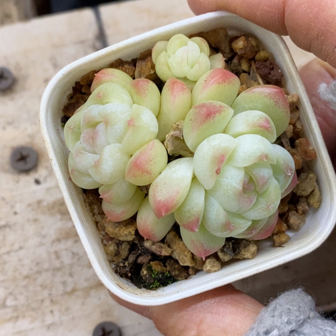 精品多肉一物一拍不包整121