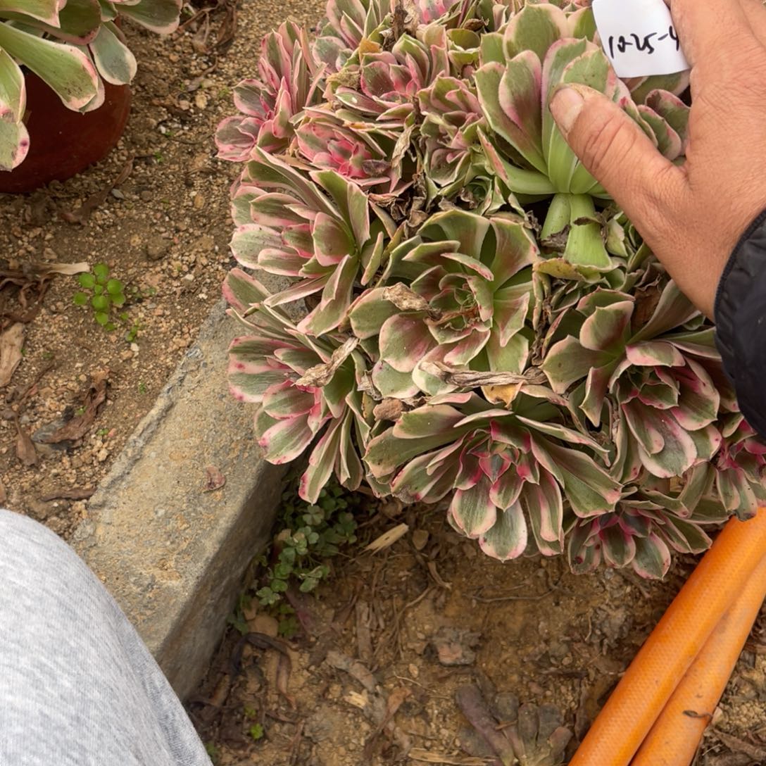 一***鼎10-25-41男神法师锦多肉