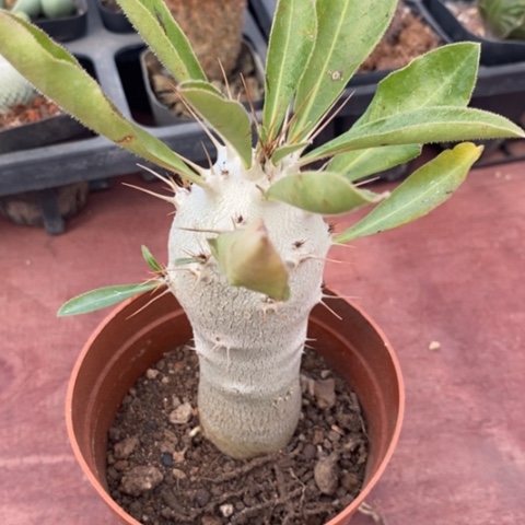 白马城单3仙人球