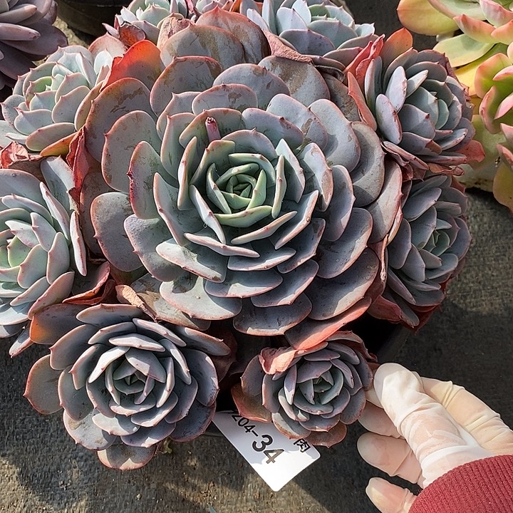 小七夕多肉蓝粉抬阁34