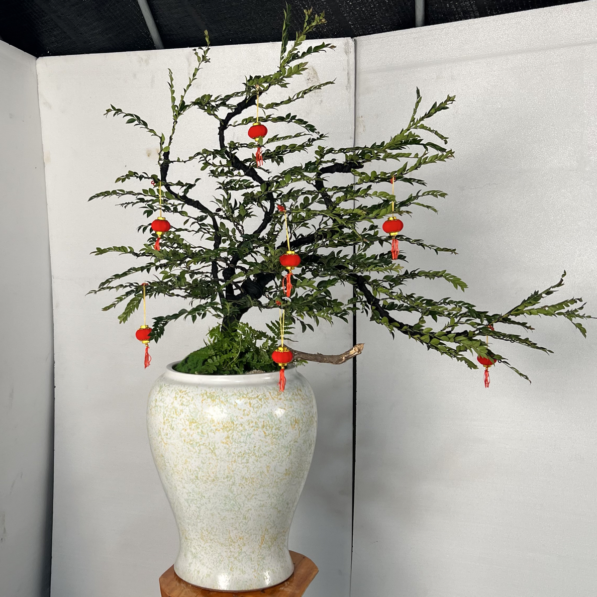 小叶紫檀造型小叶紫檀。