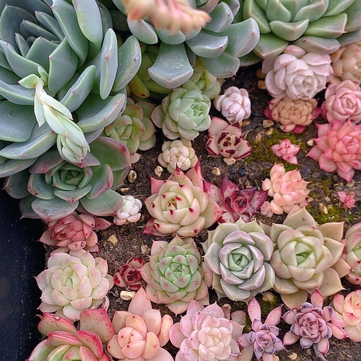 128 多肉植物盆栽花卉植物