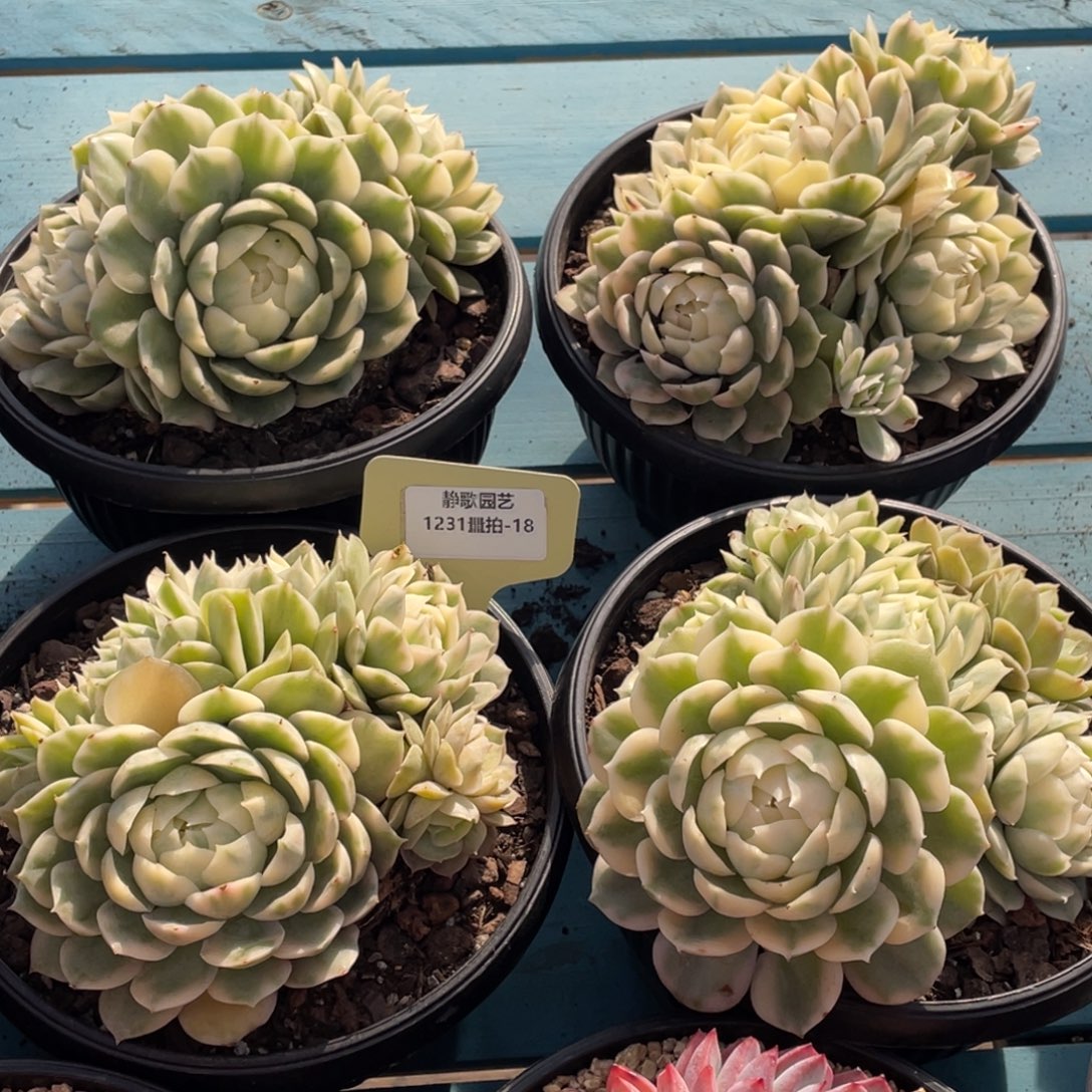 1231-18-昂斯诺锦大群四头一颗