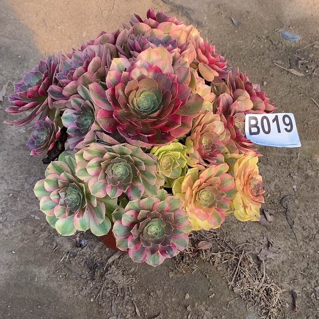 雨荷多肉法师019多肉法师