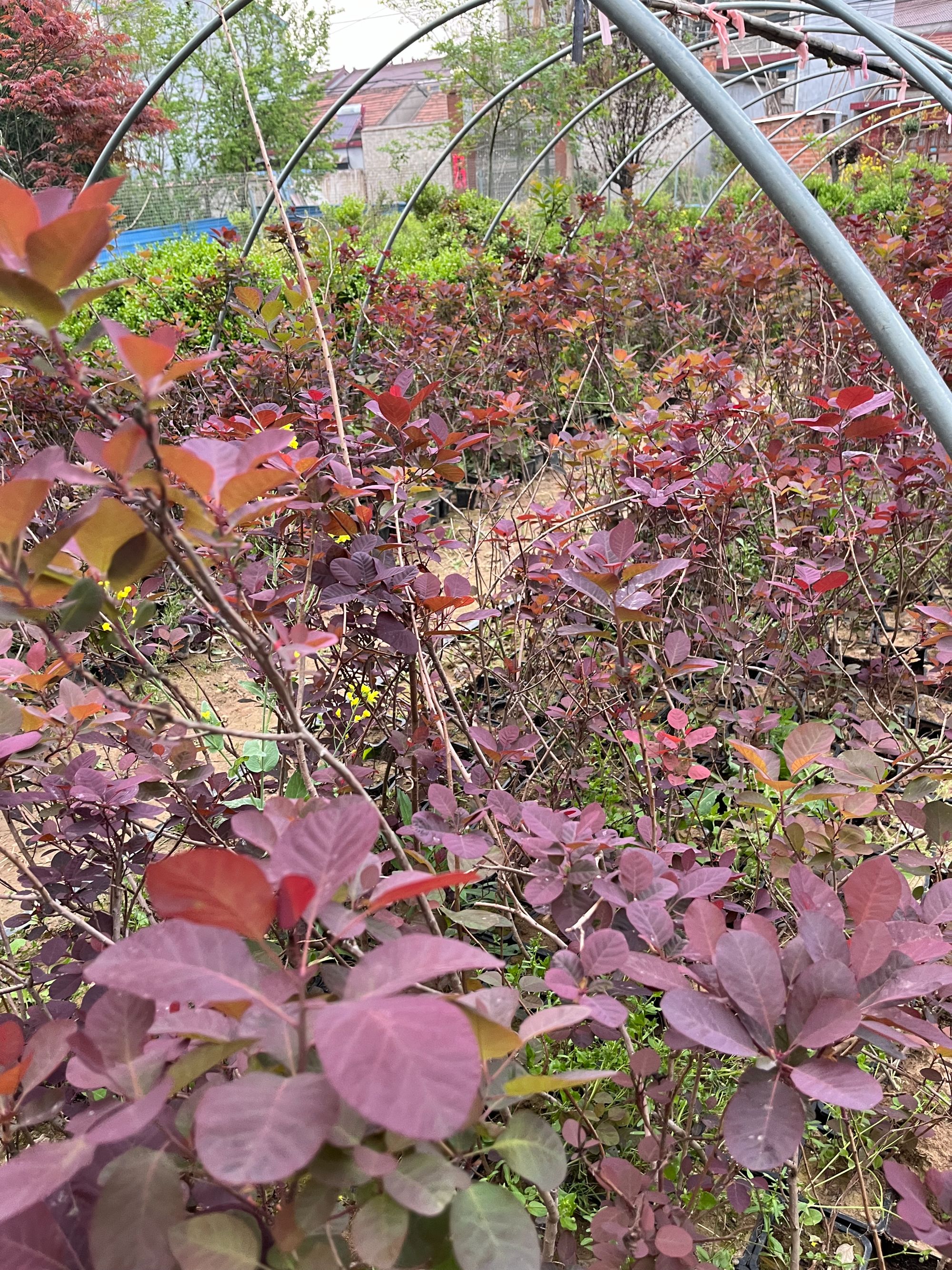 精品红栌苗素材熟桩适合庭院花园种植观叶【抢购版】