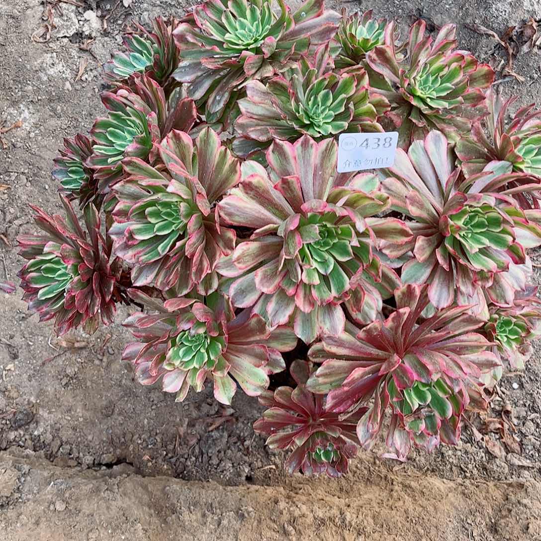 无花朵多肉植物438