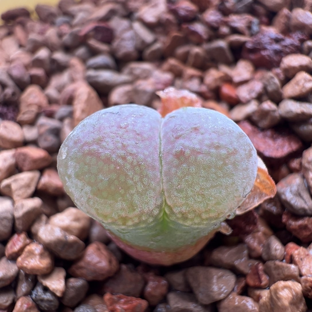 932优选1804.5红宝石