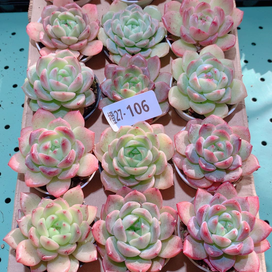 27-106一物一拍多肉带盆18颗