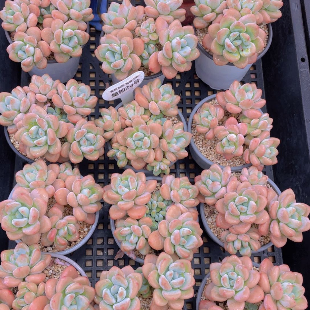 量拍24号 优选红洛神大群生四头起一个