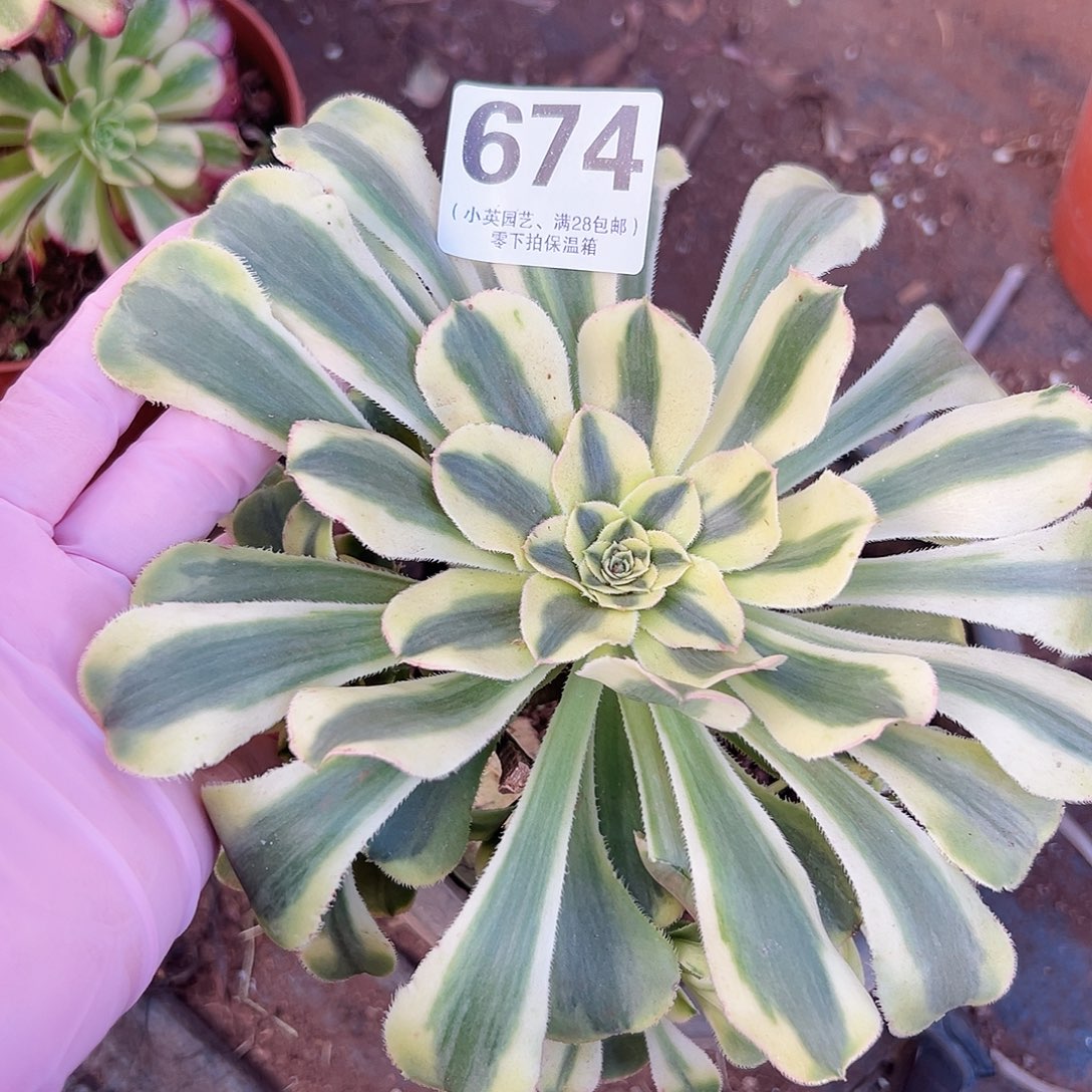 保时捷674多肉植物
