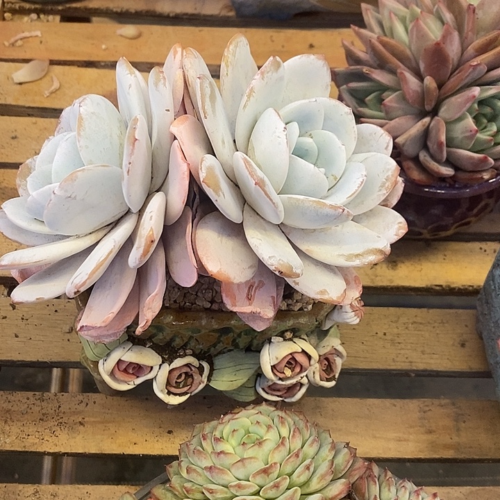 多肉植物肉肉植物