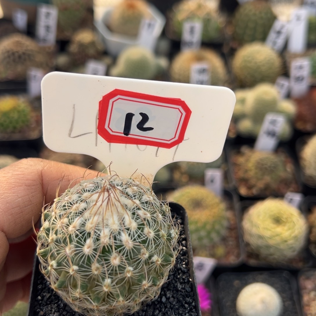 发***薯12往事多肉园仙人球开花