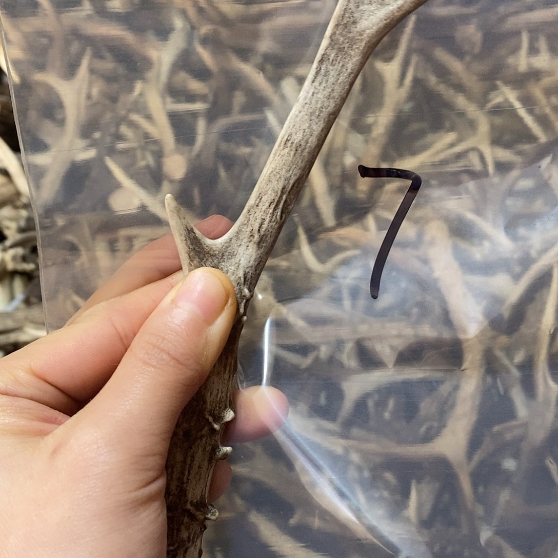 绿***犬非金属鹿角鹿角鹿角