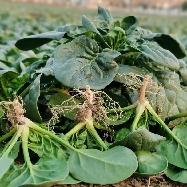 露天趴地菠菜红根短杆霜打笨菠菜产地直发新鲜青菜涮火锅热炒凉拌