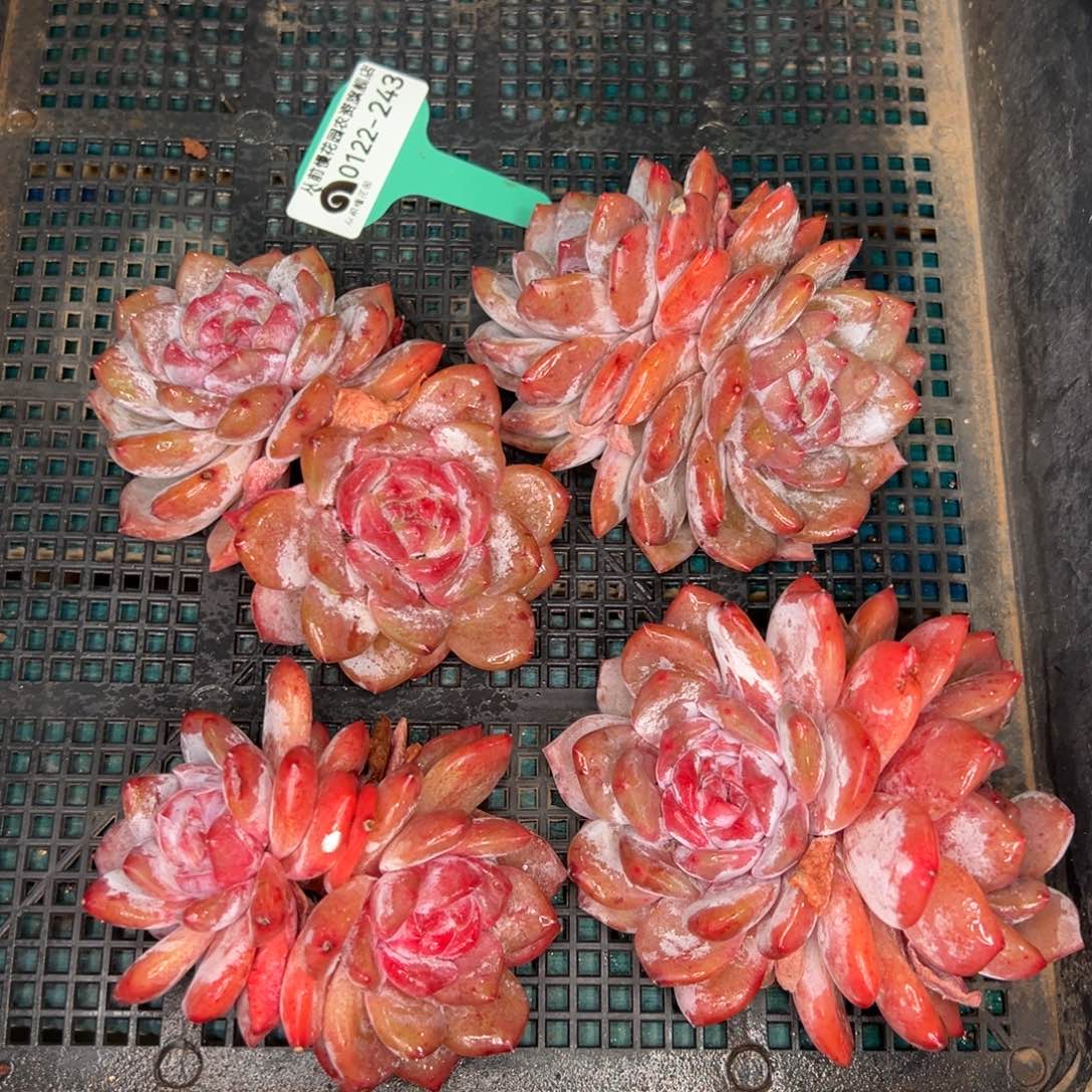 从前慢多肉精选编号0122.243