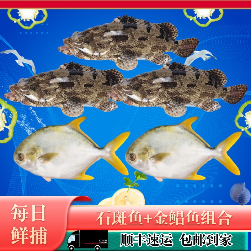 【到手五条】龙胆石斑鱼3条+深海金鲳鱼2条  湛江本港海鲜生鲜共4斤