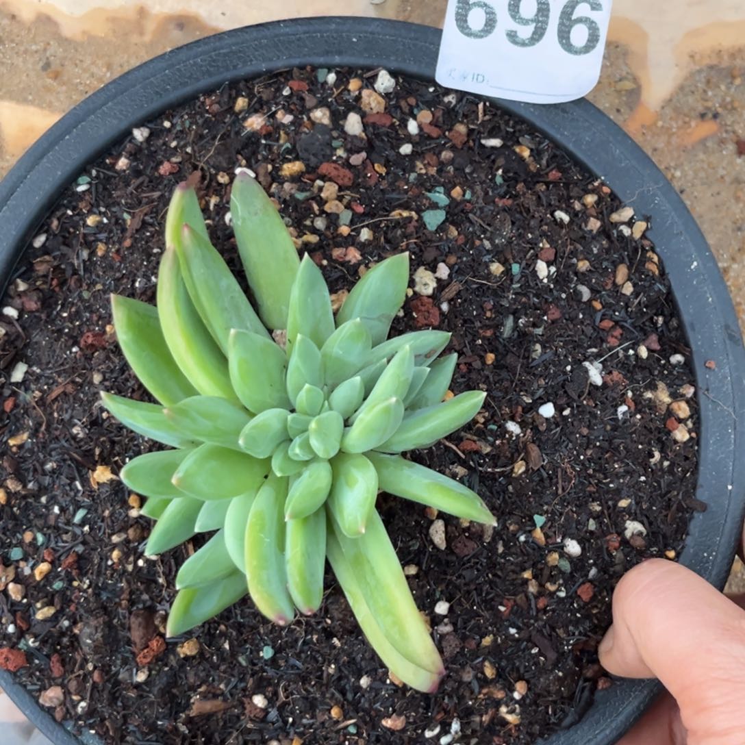 多肉海洋之歌缀化696