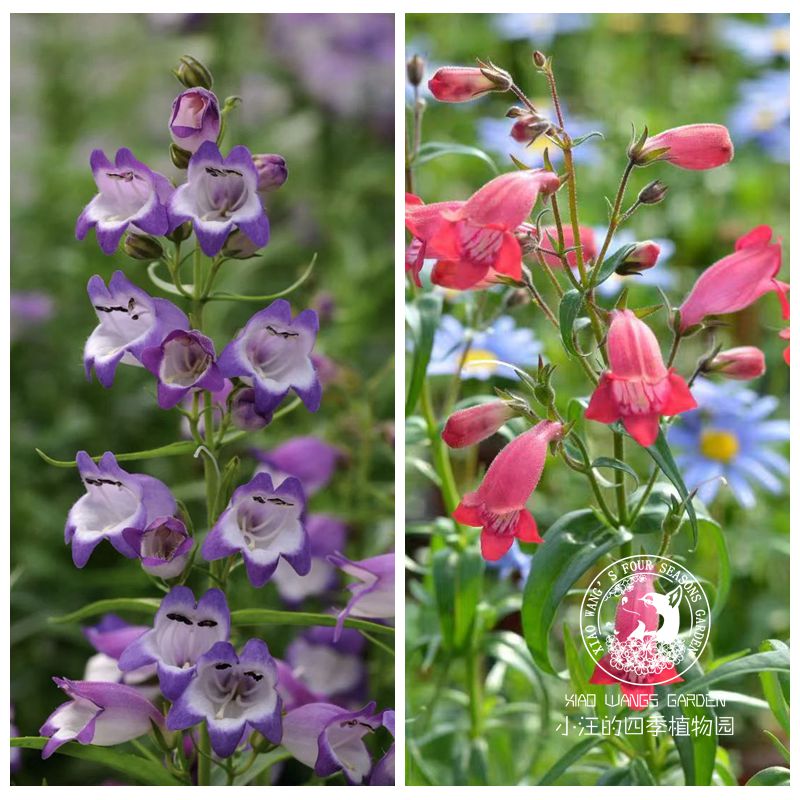 钓钟柳卡瑞罗 多年生 耐寒耐旱草本植物 春夏开花 庭院花园盆栽苗