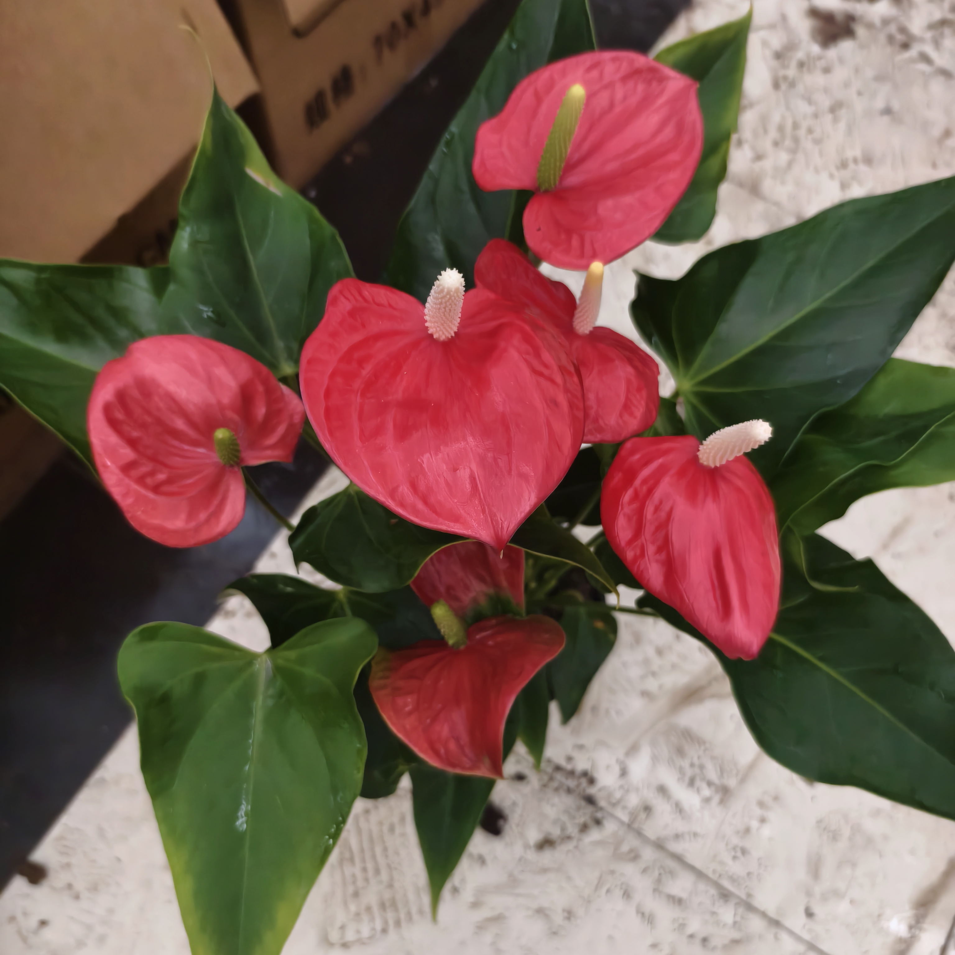 150菲丽西塔红掌盆栽   延