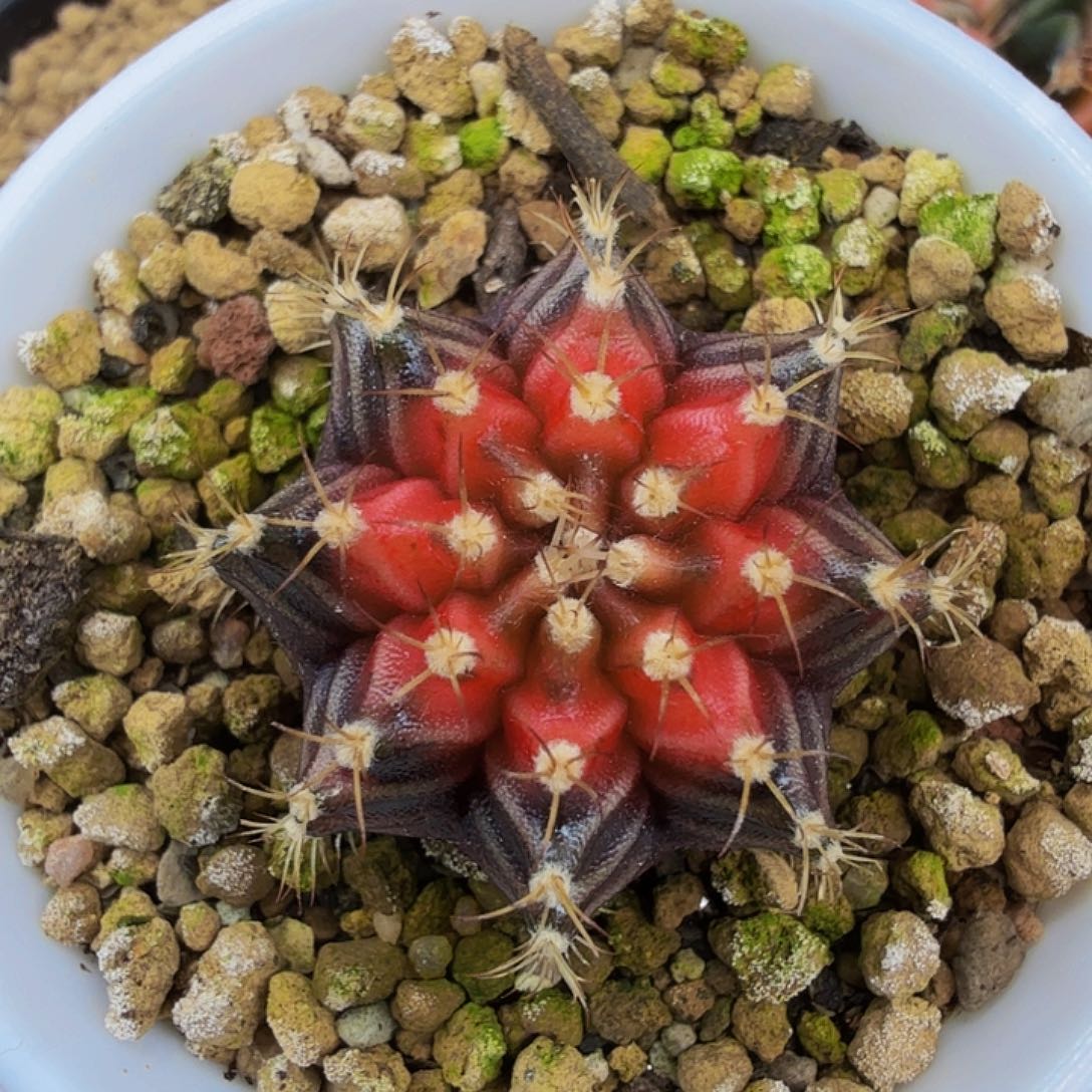 当前无花朵，栽培后可花朵