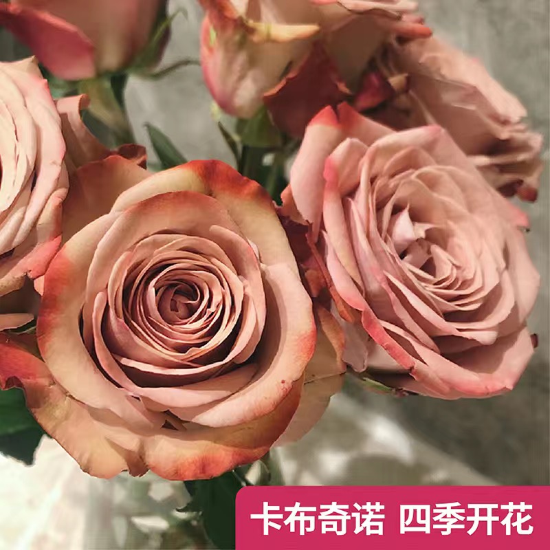卡布奇诺云南玫瑰花苗大花浓香四季开花月季老根花卉绿植盆栽植物
