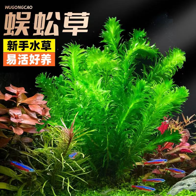 Z蜈蚣草【净化水质   爆缸神器】