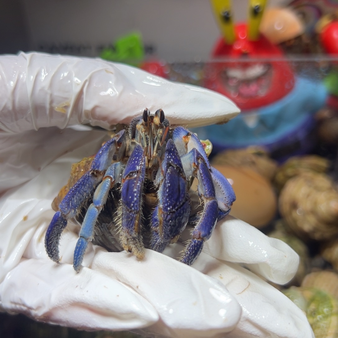 再生腿满蓝口径2.4口