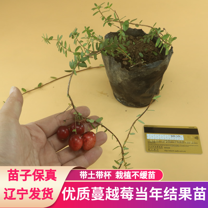 （网红爆品）蔓越莓2年杯苗南北方可种基地直发
