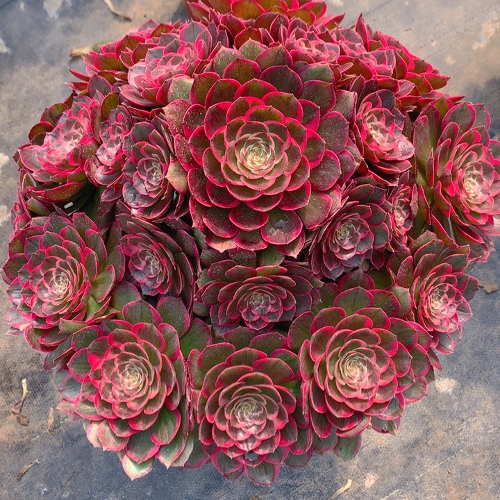 70粉花妖 夜宴精品法师多肉