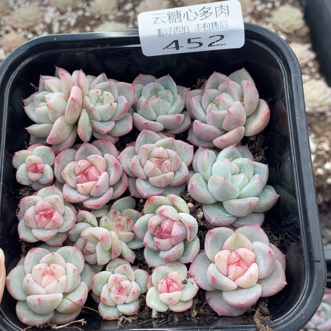 云糖心多肉植物452