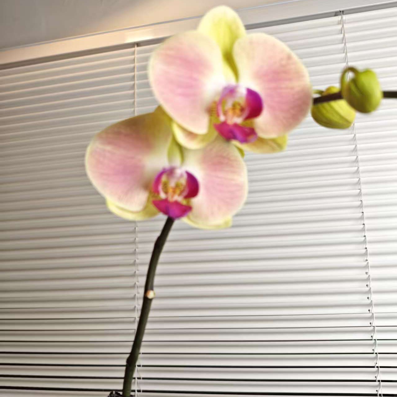 画鲜【彩虹】3.8寸杯蝴蝶兰花苗盆栽室内花卉四季好养活美观