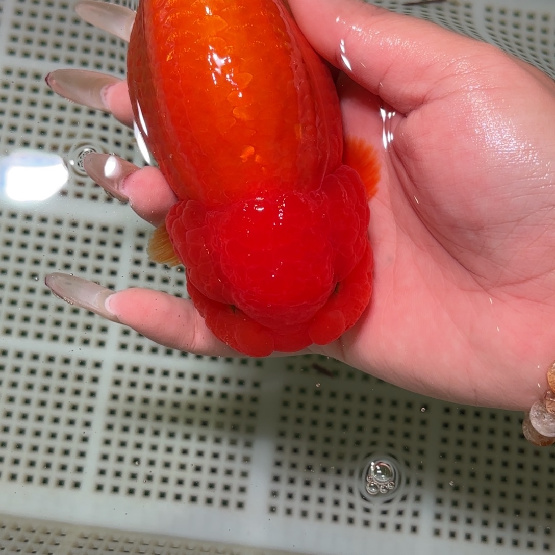 大***陈金鱼拍包装包邮，不拍包装运费到付