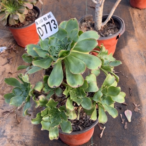 773军美丽不包断枝