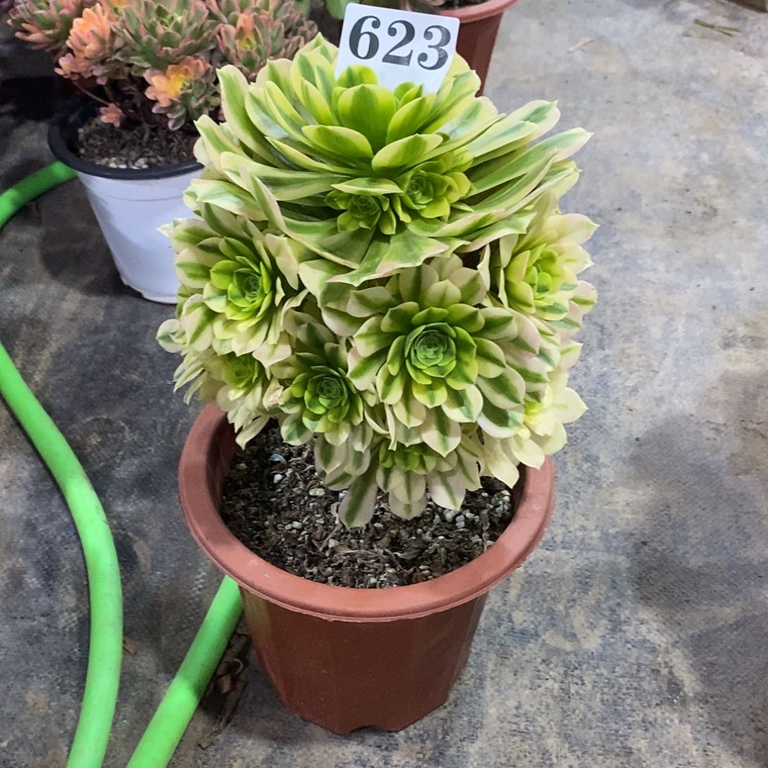 金丝翡翠623多肉法师植物